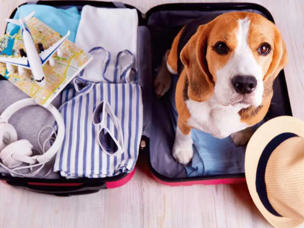 Traveling with Your Pet? Let’s Make It Stress-Free Together.